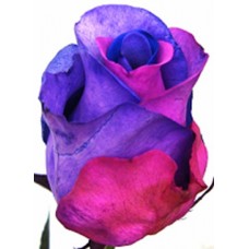 Tinted Roses - Blue, Pink, Purple